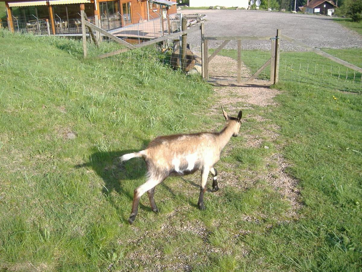 Les Gites De La Bergerie Xonrupt-Longemer Esterno foto